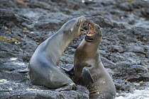 Galapagos Sea Lion (Zalophus wollebaeki) females fighting, Sombrero Chino Island, Santiago Island, Galapagos Islands, Ecuador