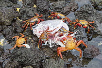 Sally Lightfoot Crab (Grapsus grapsus) group feeding on Yellowfin Tuna (Thunnus albacares) head, killed by Galapagos Sea Lion (Zalophus wollebaeki), Fernandina Island, Galapagos Islands, Ecuador