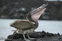 Brown Pelican (Pelecanus occidentalis) juvenile swallowing cuttlefish prey, Fernandina Island, Galapagos Islands, Ecuador