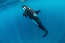 Orca (Orcinus orca) female surfacing, Puerto Egas, Santiago Island, Galapagos Islands, Ecuador
