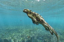 Marine Iguana (Amblyrhynchus cristatus) swimming, Cape Douglas, Fernandina Island, Galapagos Islands, Ecuador