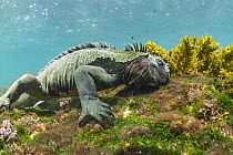 Marine Iguana (Amblyrhynchus cristatus) grazing on algae, Cape Douglas, Fernandina Island, Galapagos Islands, Ecuador