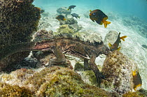 Marine Iguana (Amblyrhynchus cristatus) grazing on algae near Yellowtail Damselfish (Microspathodon chrysurus), Sullivan Bay, Santiago Island, Galapagos Islands, Ecuador