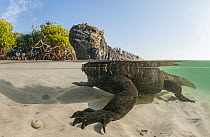 Marine Iguana (Amblyrhynchus cristatus) in shallow water, Tortuga Bay, Santa Cruz Island, Galapagos Islands, Ecuador
