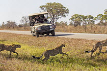 Cheetah (Acinonyx jubatus) twenty-one month old sub-adult siblings crossing road near tourists, Kafue National Park, Zambia