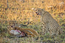 Cheetah (Acinonyx jubatus) three year old male brothers feeding on male Puku (Kobus vardonii) kill, Kafue National Park, Zambia