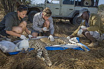 Cheetah (Acinonyx jubatus) biologists, Caz Sanguinetti and Milan Vinks, and veterinarian, Kambwiri Banda, collaring twenty-one month old sub-adult female, Kafue National Park, Zambia
