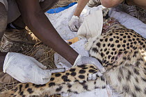Cheetah (Acinonyx jubatus) veterinarian, Kambwiri Banda, drawing blood from twenty-one month old sub-adult female during collaring, Kafue National Park, Zambia