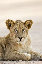 African Lion (Panthera leo) six month old female cub, Kafue National Park, Zambia