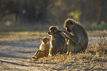 Yellow Baboon (Papio cynocephalus) male grooming female with young, Kafue National Park, Zambia