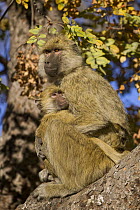 Yellow Baboon (Papio cynocephalus) mother and young, Kafue National Park, Zambia