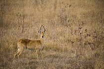 Puku (Kobus vardonii) male in savanna, Kafue National Park, Zambia