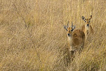 Puku (Kobus vardonii) sub-adult males, Kafue National Park, Zambia