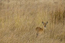 Puku (Kobus vardonii) sub-adult male in savanna, Kafue National Park, Zambia