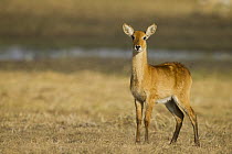 Puku (Kobus vardonii) juvenile, Busanga Plains, Kafue National Park, Zambia