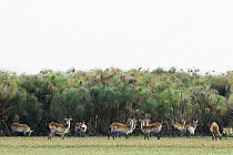 Lechwe (Kobus leche) herd in papyrus floodplain, Busanga Plains, Kafue National Park, Zambia