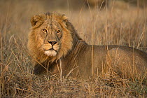 African Lion (Panthera leo) six year old male, Kafue National Park, Zambia