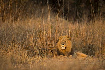 African Lion (Panthera leo) six year old male in savanna, Kafue National Park, Zambia