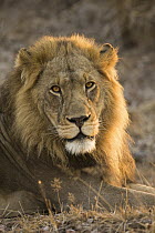 African Lion (Panthera leo) six year old male, Kafue National Park, Zambia
