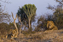 African Lion (Panthera leo) six year old male and eight year old female near Naboom (Euphorbia ingens) tree, Kafue National Park, Zambia