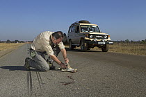 Panther Genet (Genetta maculata) male killed on road, examined by biologist, Luke Hunter, Kafue National Park, Zambia