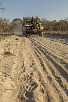 African Lion (Panthera leo) trackers, Timbo Frackson and Christopher Muduwa, with biologist Jake Overton, looking at female tracks during transect, Kafue National Park, Zambia