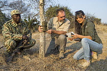 African Lion (Panthera leo) tracker, Timbo Frackson, and biologists, Luke Hunter and Kim Young-Overton, placing camera trap on tree, Kafue National Park, Zambia