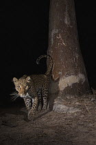 Leopard (Panthera pardus) female at scent-marking spray-tree at night, Kafue National Park, Zambia