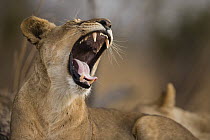 African Lion (Panthera leo) four year old female yawning, Kafue National Park, Zambia