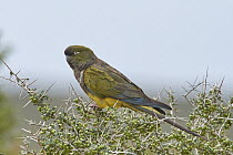 Burrowing Parrot (Cyanoliseus patagonus), Puerto Madryn, Argentina