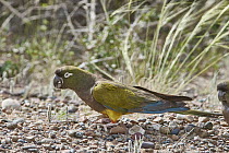 Burrowing Parrot (Cyanoliseus patagonus) carrying rock, Puerto Madryn, Argentina