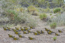 Burrowing Parrot (Cyanoliseus patagonus) flock, Puerto Madryn, Argentina