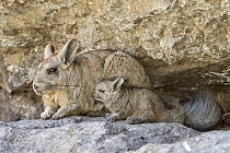 Southern Viscacha (Lagidium viscacia) mother and young, Patagonia, Argentina