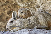 Southern Viscacha (Lagidium viscacia) mother and young, Patagonia, Argentina