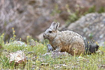 Southern Viscacha (Lagidium viscacia) grazing, Patagonia, Argentina