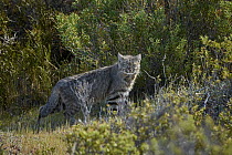 Pampas Cat (Leopardus colocolo), Peninsula Valdez, Argentina