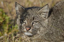Pampas Cat (Leopardus colocolo), Peninsula Valdez, Argentina