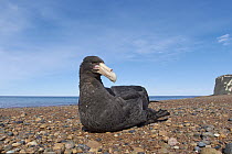 Antarctic Giant Petrel (Macronectes giganteus), Puerto Madryn, Argentina