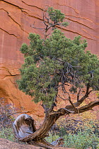 Utah Juniper (Juniperus osteosperma), Long Canyon, Grand Staircase-Escalante National Monument, Utah