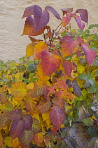 Eastern Poison Ivy (Toxicodendron radicans) in autumn, Colorado Plateau, Utah