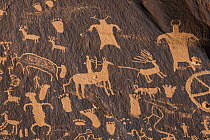 Newspaper Rock, a petroglyph panel of predominantly Ute images, Bears Ears National Monument, Utah