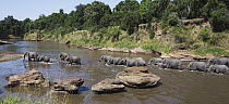 African Elephant (Loxodonta africana) herd crossing river, Mara River, Masai Mara, Kenya