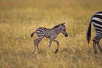 Burchell's Zebra (Equus burchellii) foal following mother, Masai Mara, Kenya