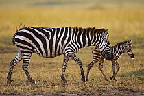 Burchell's Zebra (Equus burchellii) mother nuzzling foal, Masai Mara, Kenya