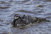 Nile Crocodile (Crocodylus niloticus) attacking Blue Wildebeest (Connochaetes taurinus) during river crossing, Mara River, Masai Mara, Kenya
