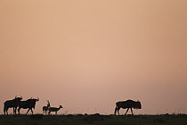 Thomson's Gazelle (Eudorcas thomsonii) pair and Blue Wildebeests (Connochaetes taurinus) at sunrise, Masai Mara, Kenya