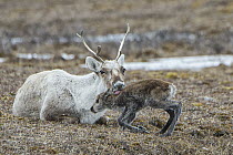 Caribou (Rangifer tarandus) mother licking newborn calf, of the porcupine herd, Arctic National Wildlife Refuge, Alaska
