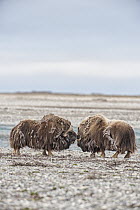 Muskox (Ovibos moschatus) bulls on coastal plain, Arctic National Wildlife Refuge, Alaska