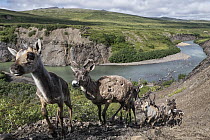 Caribou (Rangifer tarandus) porcupine herd crossing river valley, Yukon, Canada