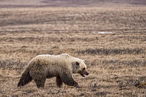Grizzly Bear (Ursus arctos horribilis) on coastal plain, Arctic National Wildlife Refuge, Alaska
